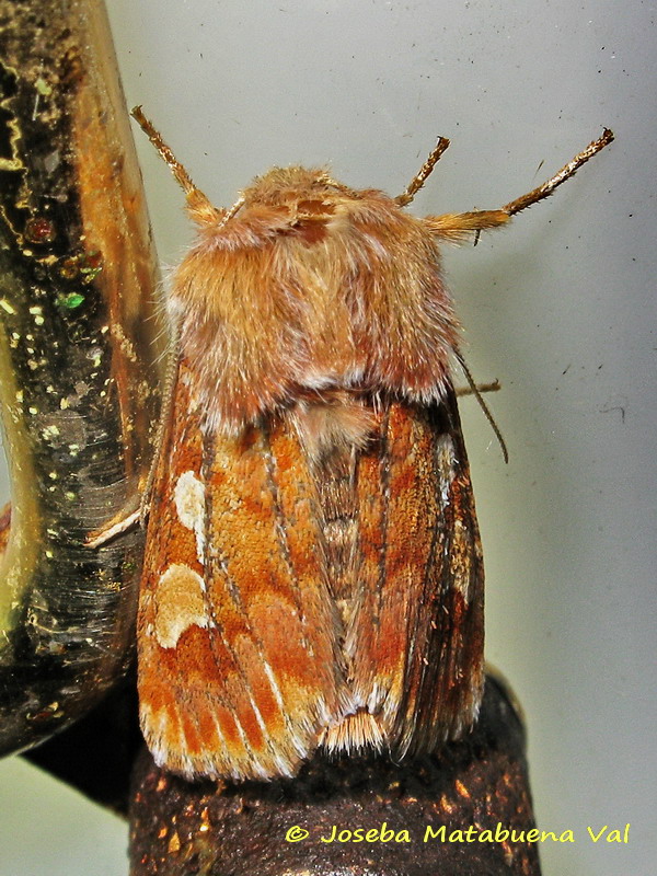 Panolis flammea - Noctuidae